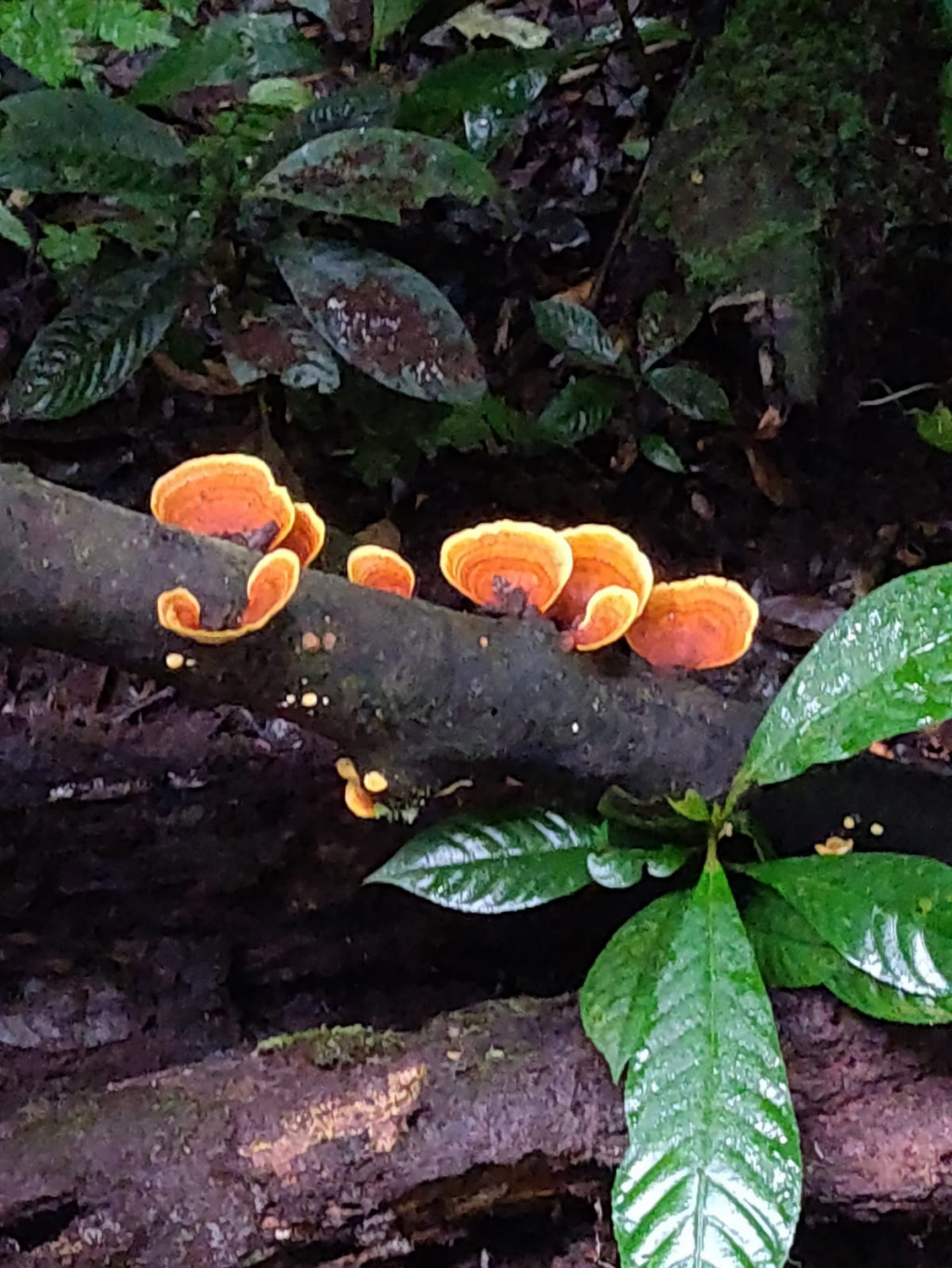 Magische paddenstoelen